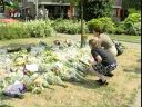 bloemen.jpg